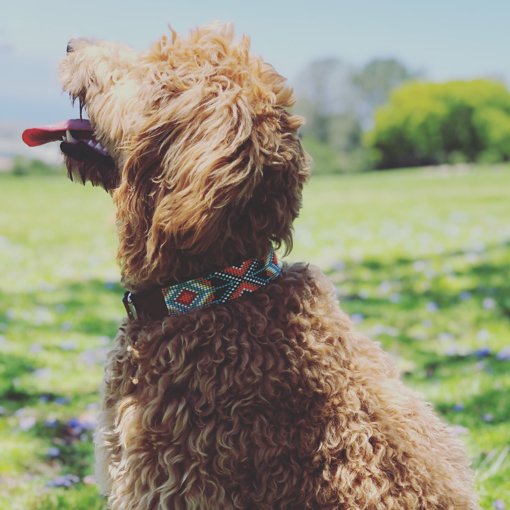 Sambboho - Wholesale Pet Collar - Dog - Biarritz Sambboho Dog Collar6