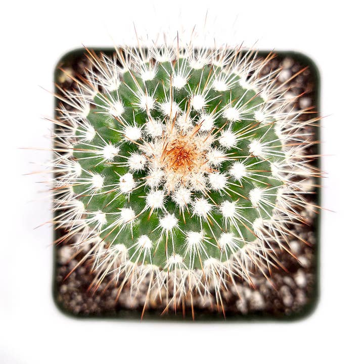 Mammillaria Spinosissima Cactus - Pot de 2 pouces pour cactus vivants pour la vente par Best Plant Friend