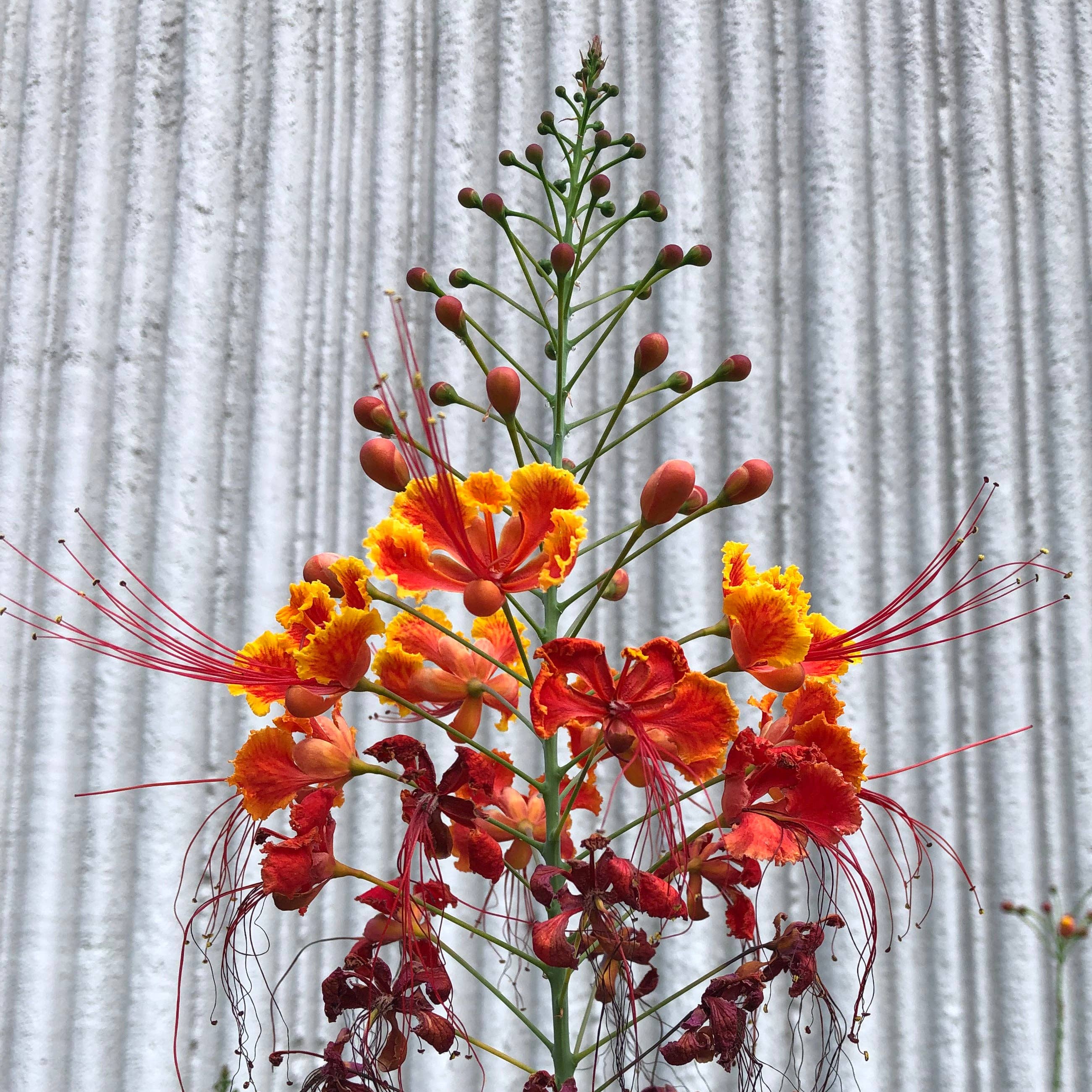 Remnant Studios - Wholesale Stud/Post Earrings - color block studs15