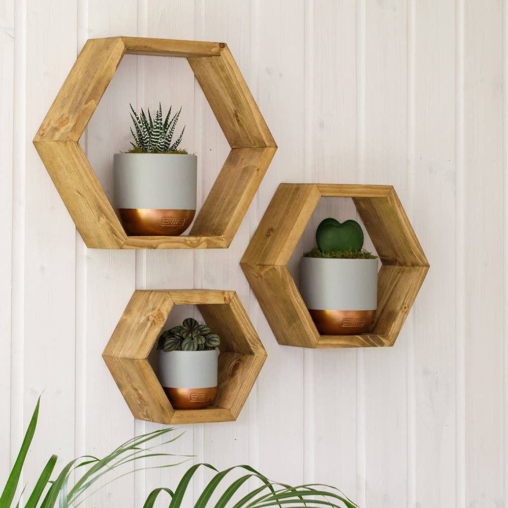 The Little Botanical - Wholesale Live Plant - Haworthia in Ceramic Pot for Indoor Décor24