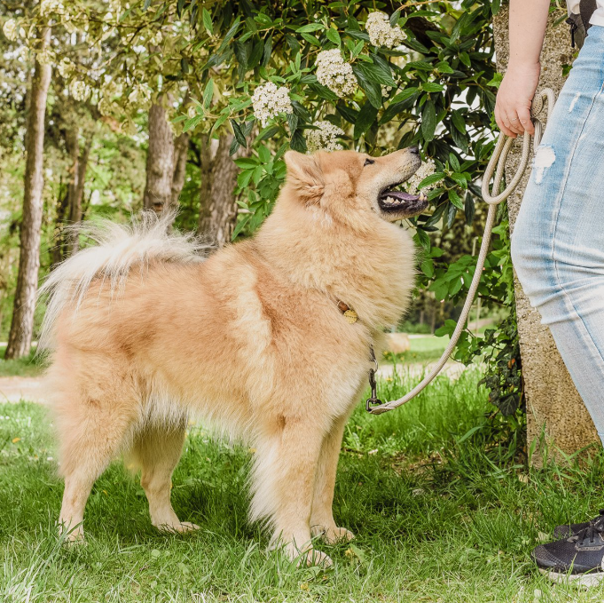 ne&no - Vente Laisse – chien - ne&no® Laisse pour chiens –120 ou 170 cm– laisse fixe22