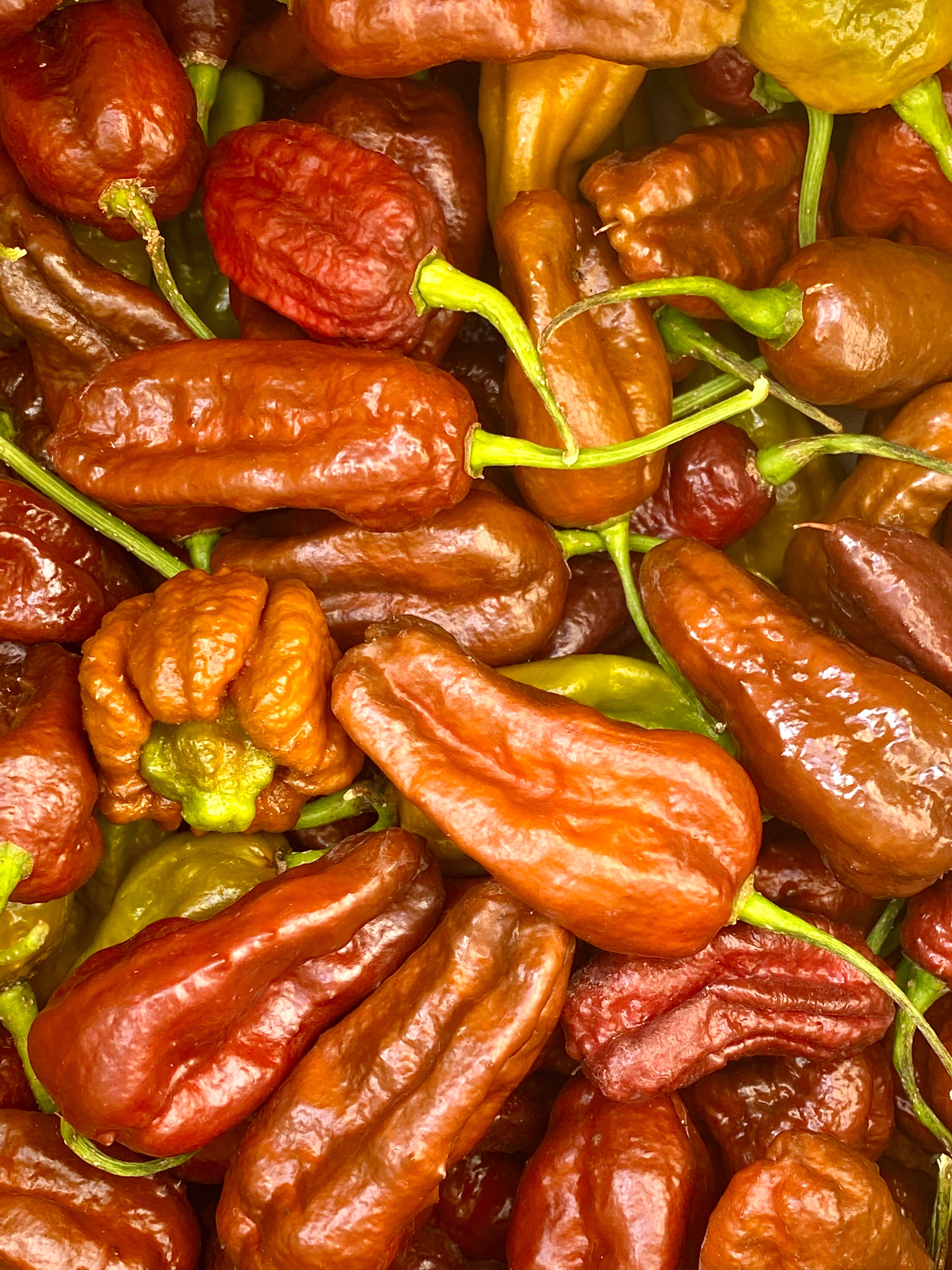 Weymouth 51 Hot Sauces – wholesale Hot sauce – Luxury Christmas Pudding hot chilli sauce 220ml10