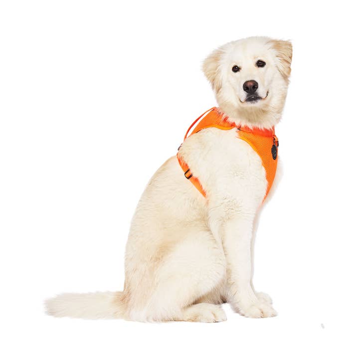 Canada Pooch - Wholesale Pet Harness - Dog - Everything Harness- No-Pull Dog Harness (Mesh)10