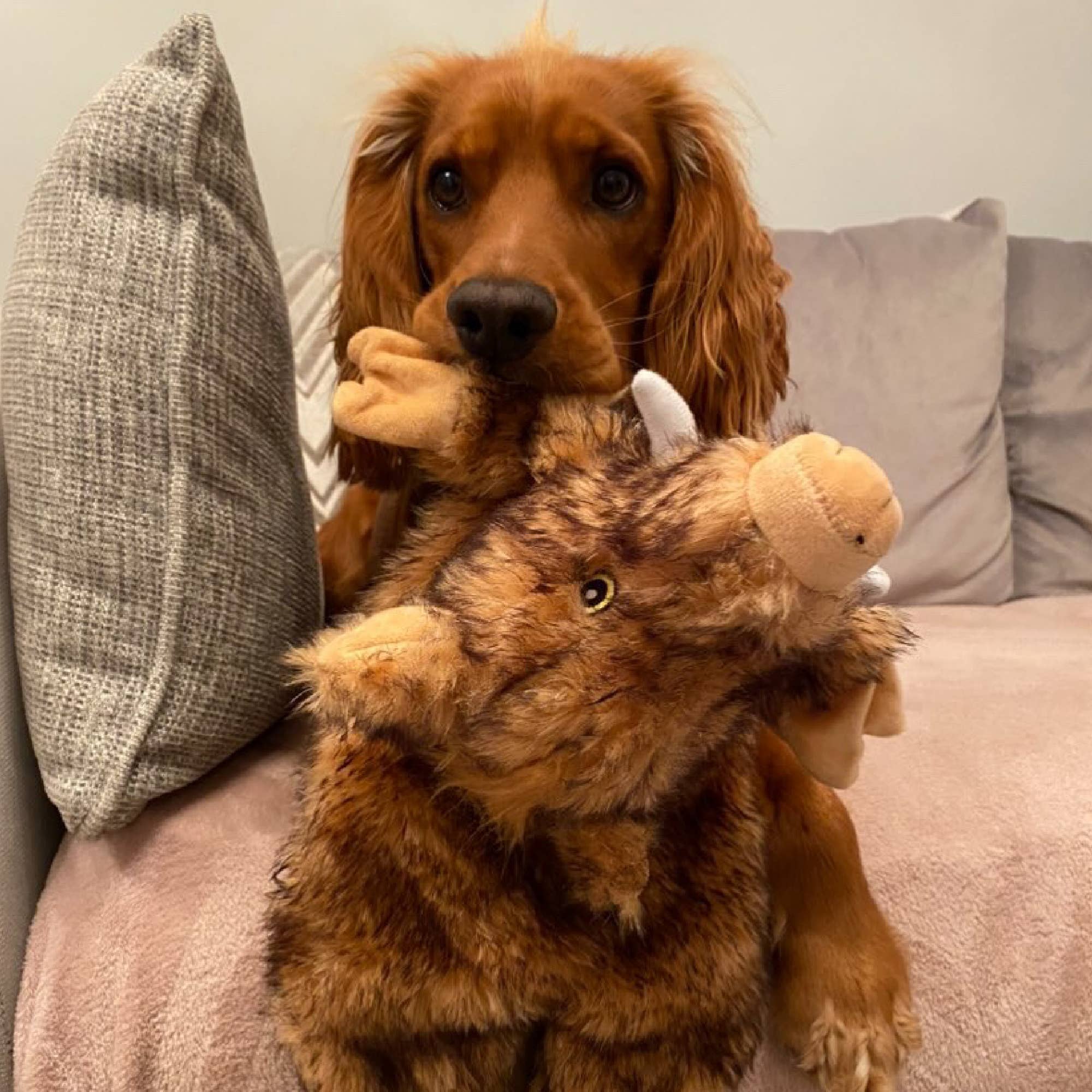 Ancol Pet Products Ltd - Wholesale Pet Plush Toy - Dog - The Heritage Collection  Huge Hog Unstuffed Toy 3