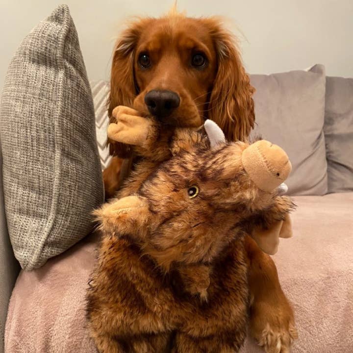 Ancol Pet Products Ltd - Wholesale Pet Plush Toy - Dog - The Heritage Collection Huge Hog Unstuffed Toy 3