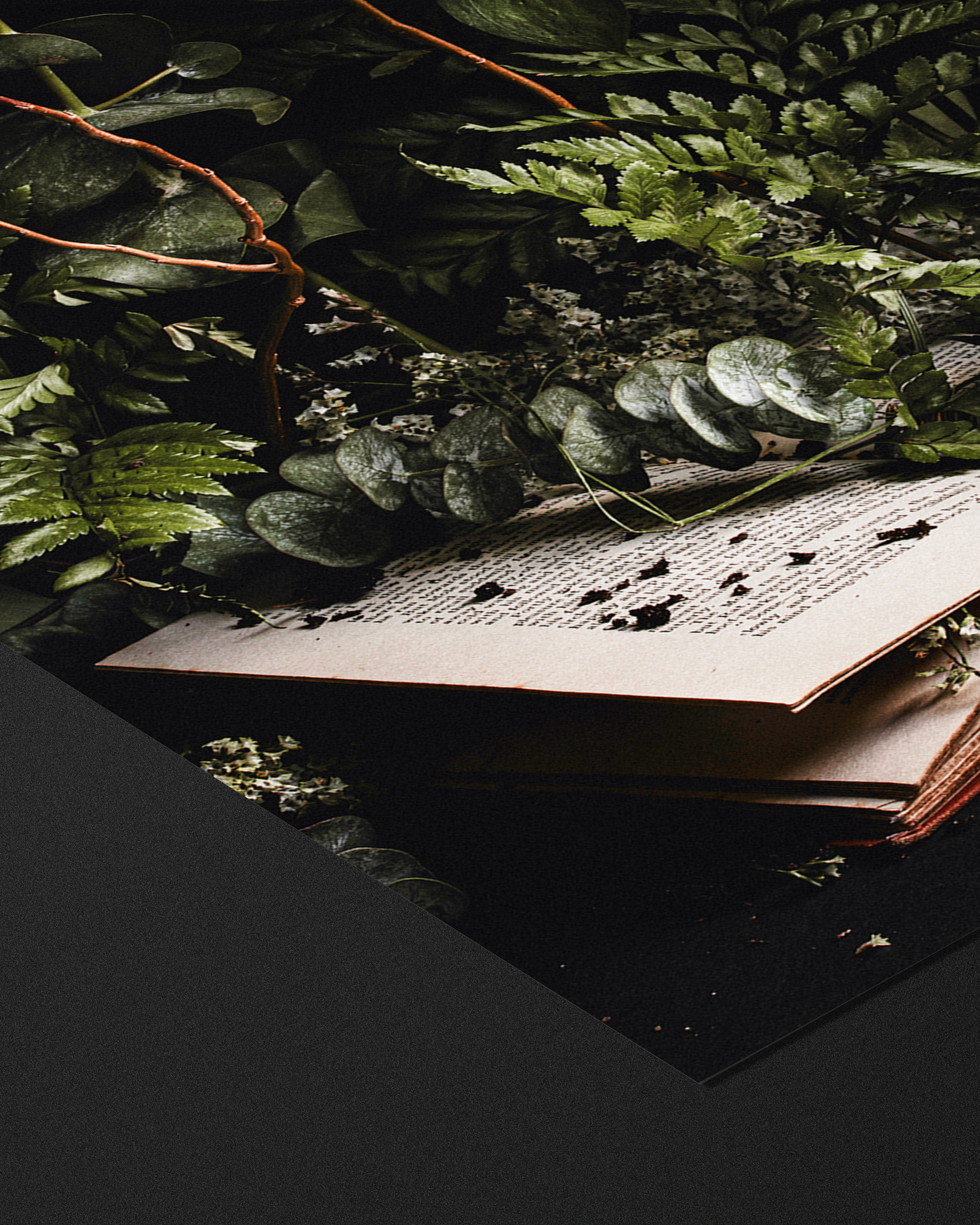 Alyssa Thorne - Wholesale Art Print - Hinterland Overgrowth | Art Print | Dark Bookish Forest 1