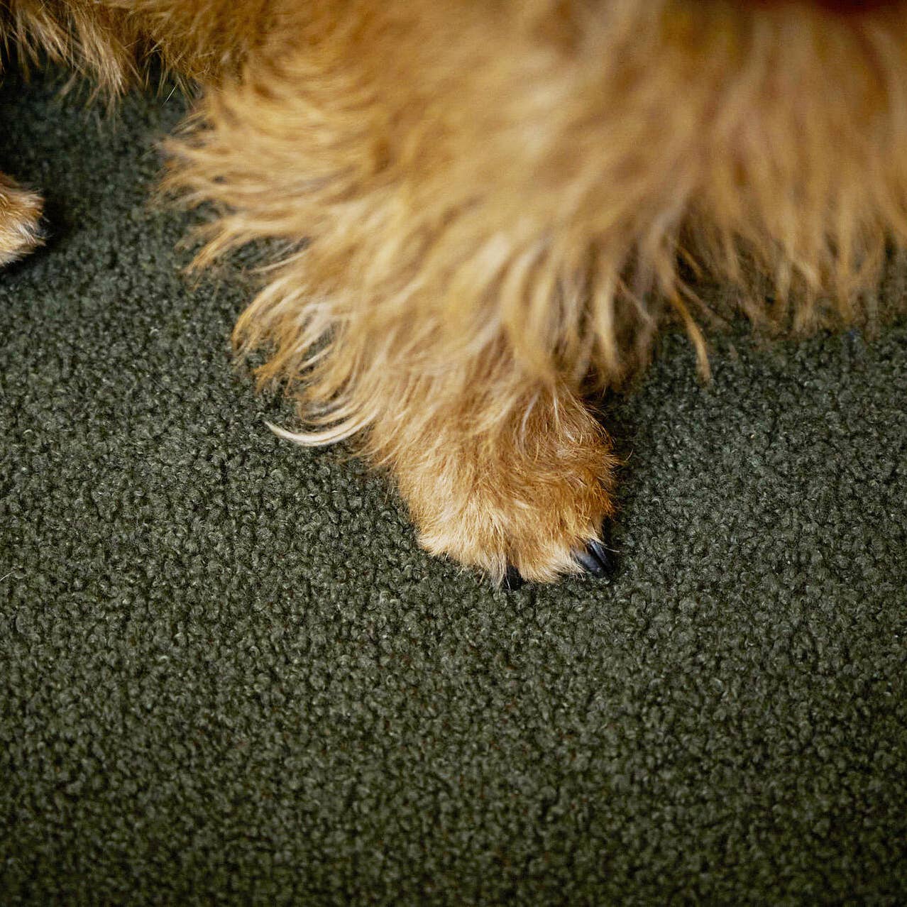 LABONI - Volentis GmbH - Vente Panier – chien - Lit classique pour animaux TEDDY3