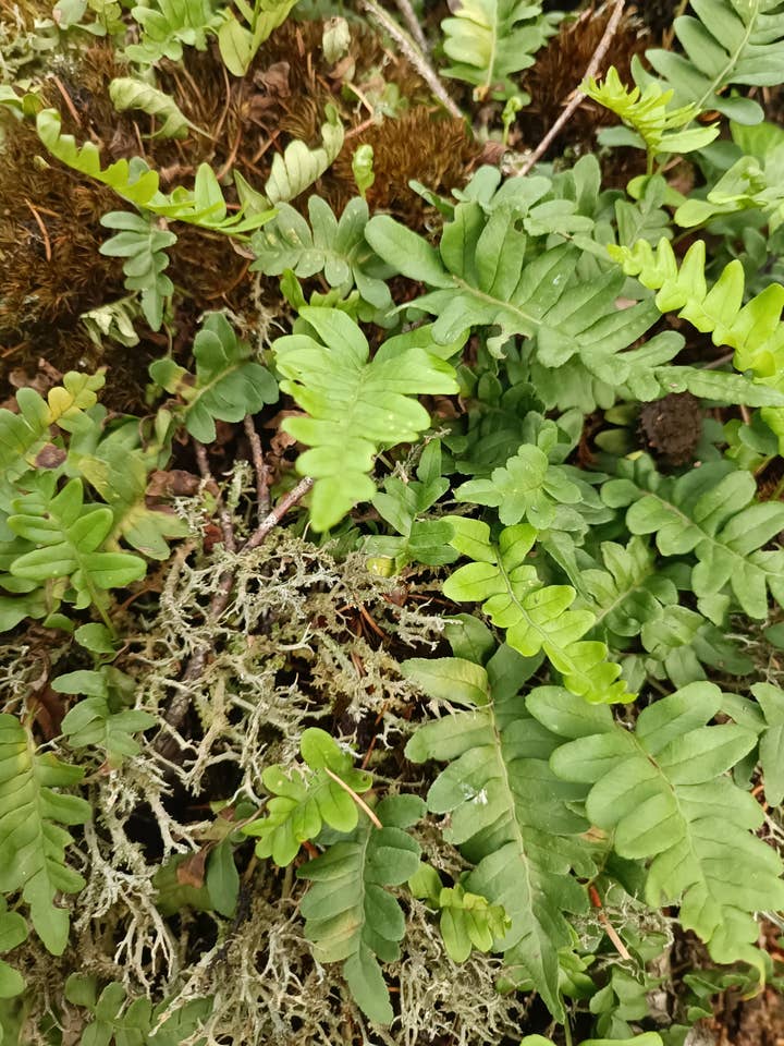 Tappeto in muschio di 1m2 con felci per abbellimento, terrario per la vendita all'ingrosso da parte di Moss wholesale