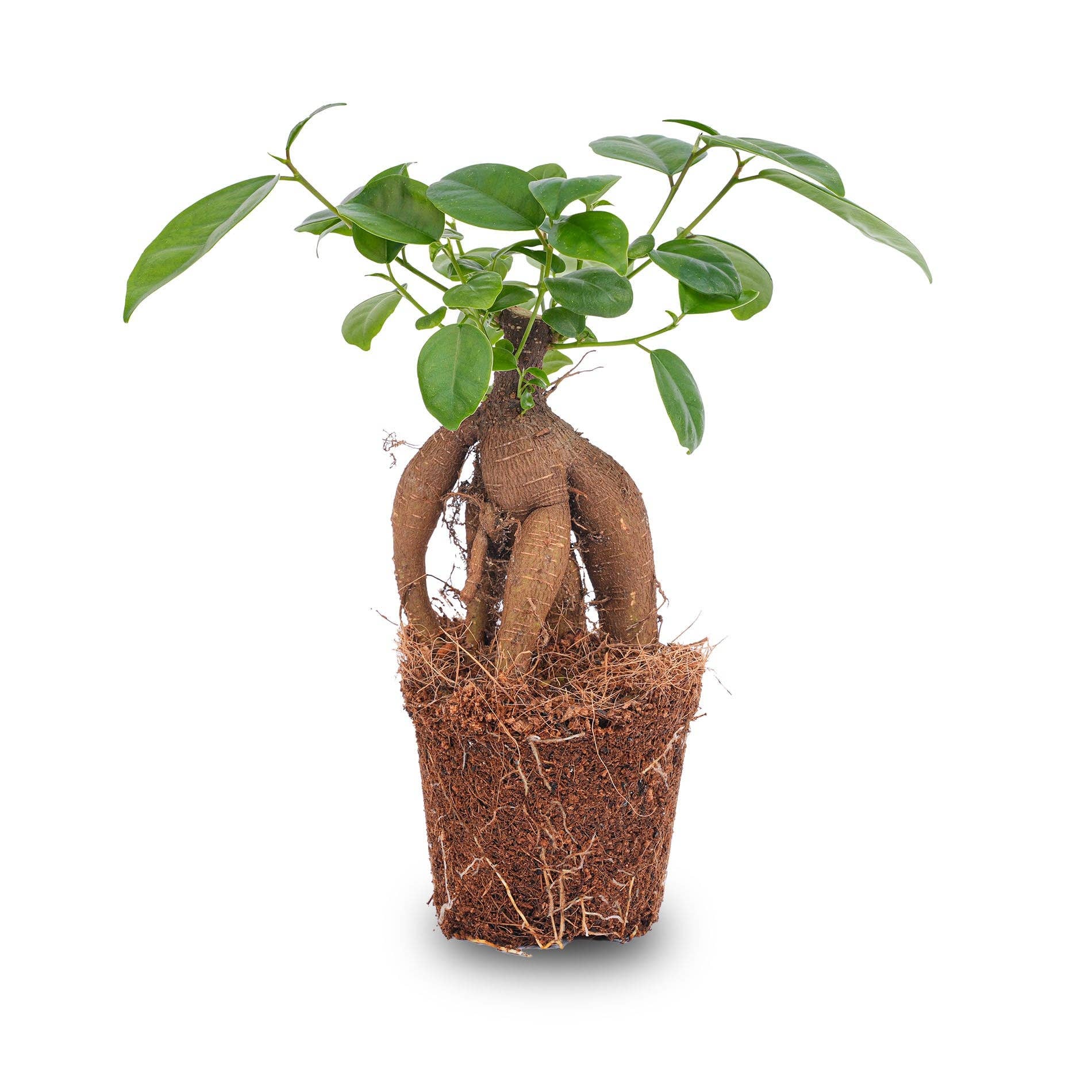 Trendhero.nl/b2b - Wholesale Live Plant - Ficus microcarpa ginseng bonsai - ↑20 cm4