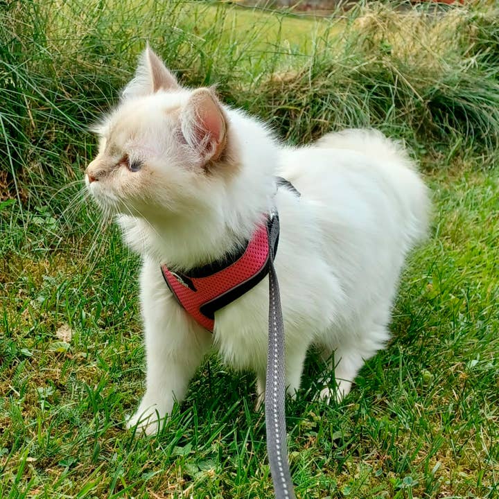 FINNERO - Wholesale Pet Harness - Dog - FINNERO LIGHT Reflective Harness For Pets, 4 Colors10