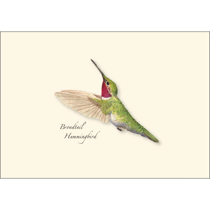 Earth Sky + Water - Wholesale Stationery/Notecard Set - Western Hummingbird Assortment