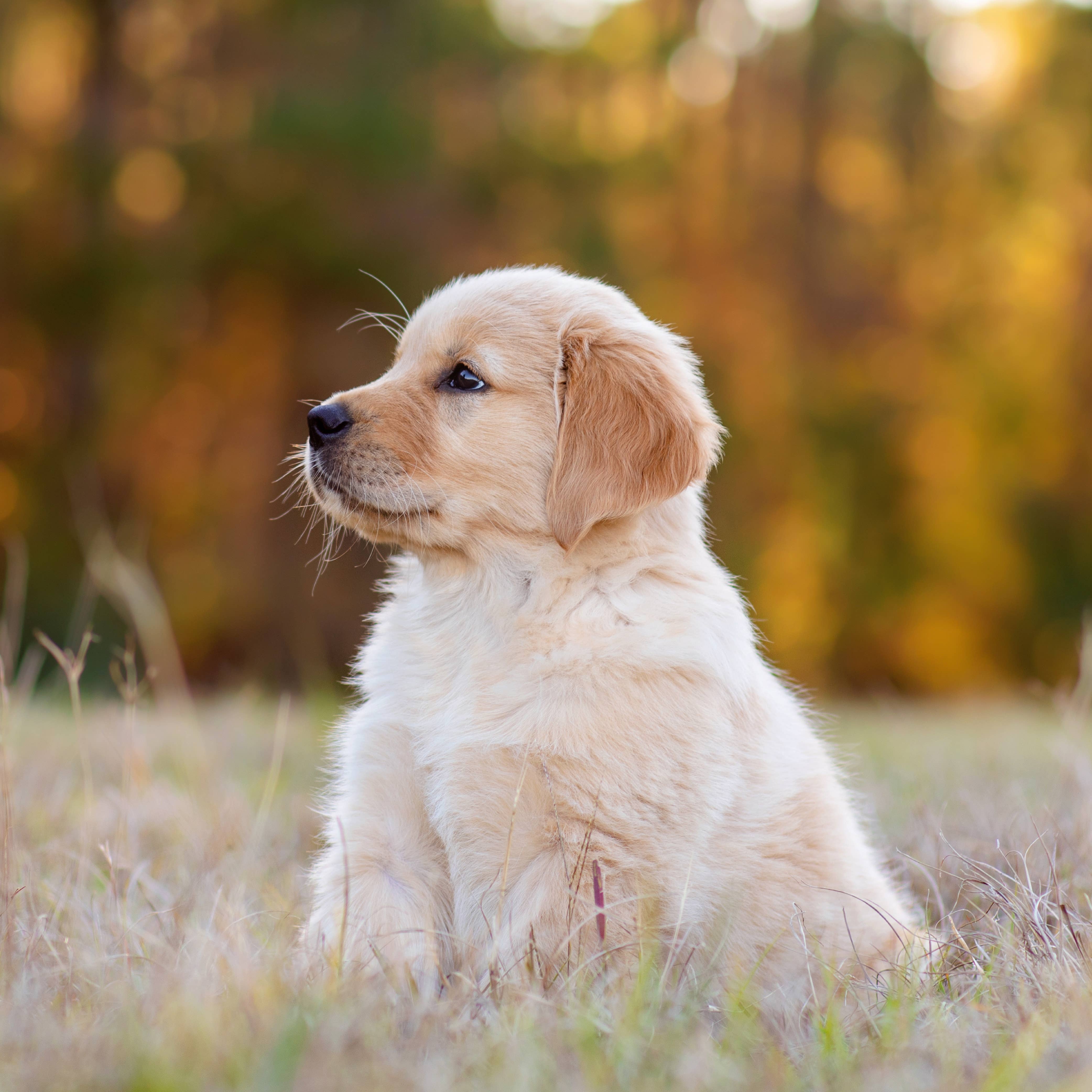 Ancol Pet Products Ltd - Vente Shampoing – chien - Shampooing pour chien BB 200 ml1