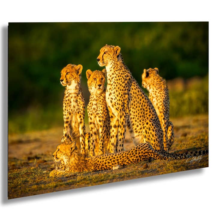Cheetah Art Print | Luxury Wildlife | Boho Decor for wholesale by Clifton Haley Photography