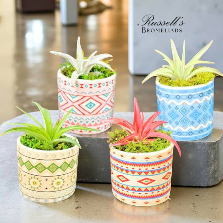 Russell's Bromeliads - Wholesale Live Plant - Rainforest Collection - Full Pack