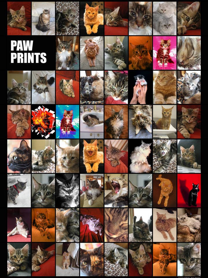 Cat Montage Plakat for engroshandel hos Posters & Puzzles