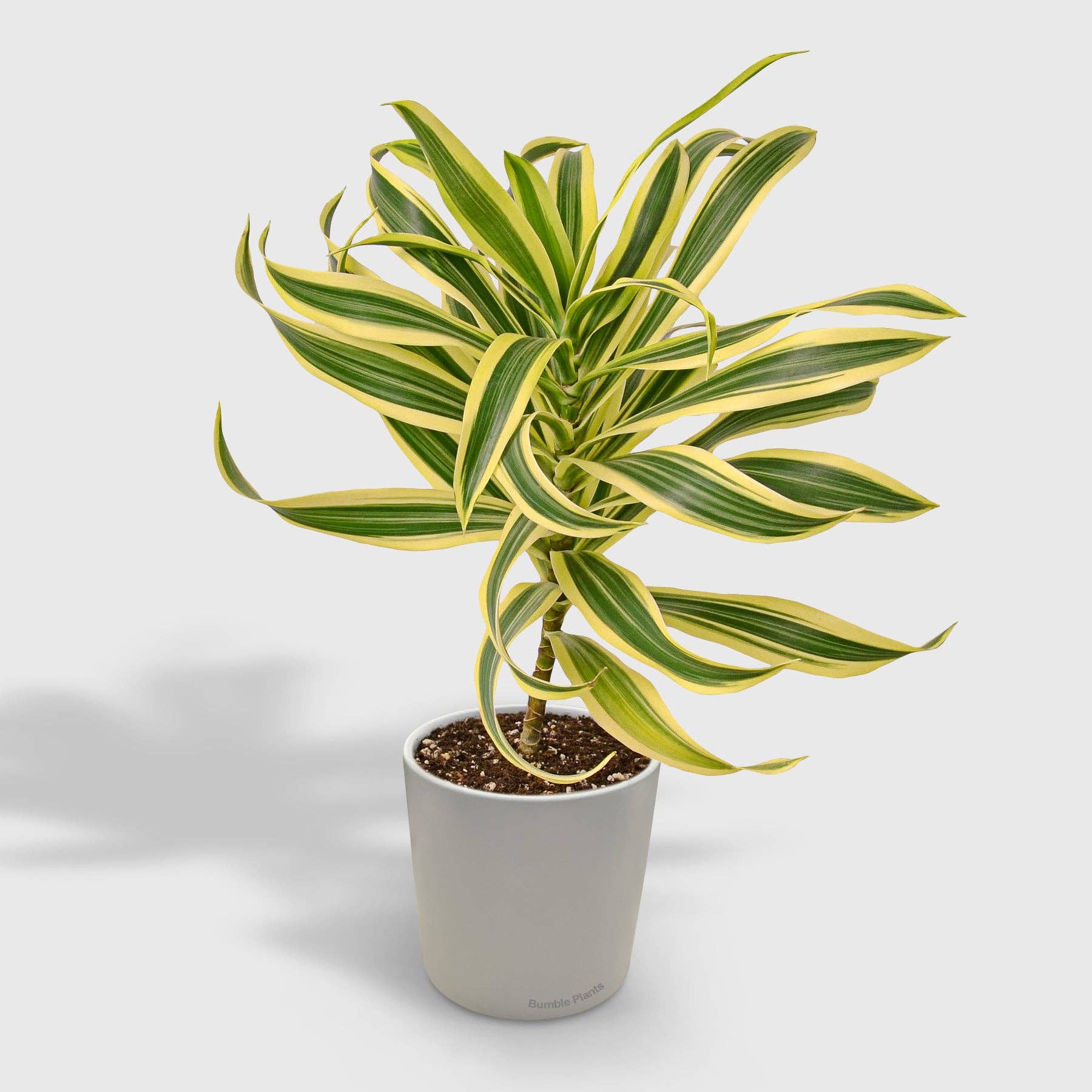 Bumble Plants - Wholesale Live Plant - Dracaena 'Song of India'0