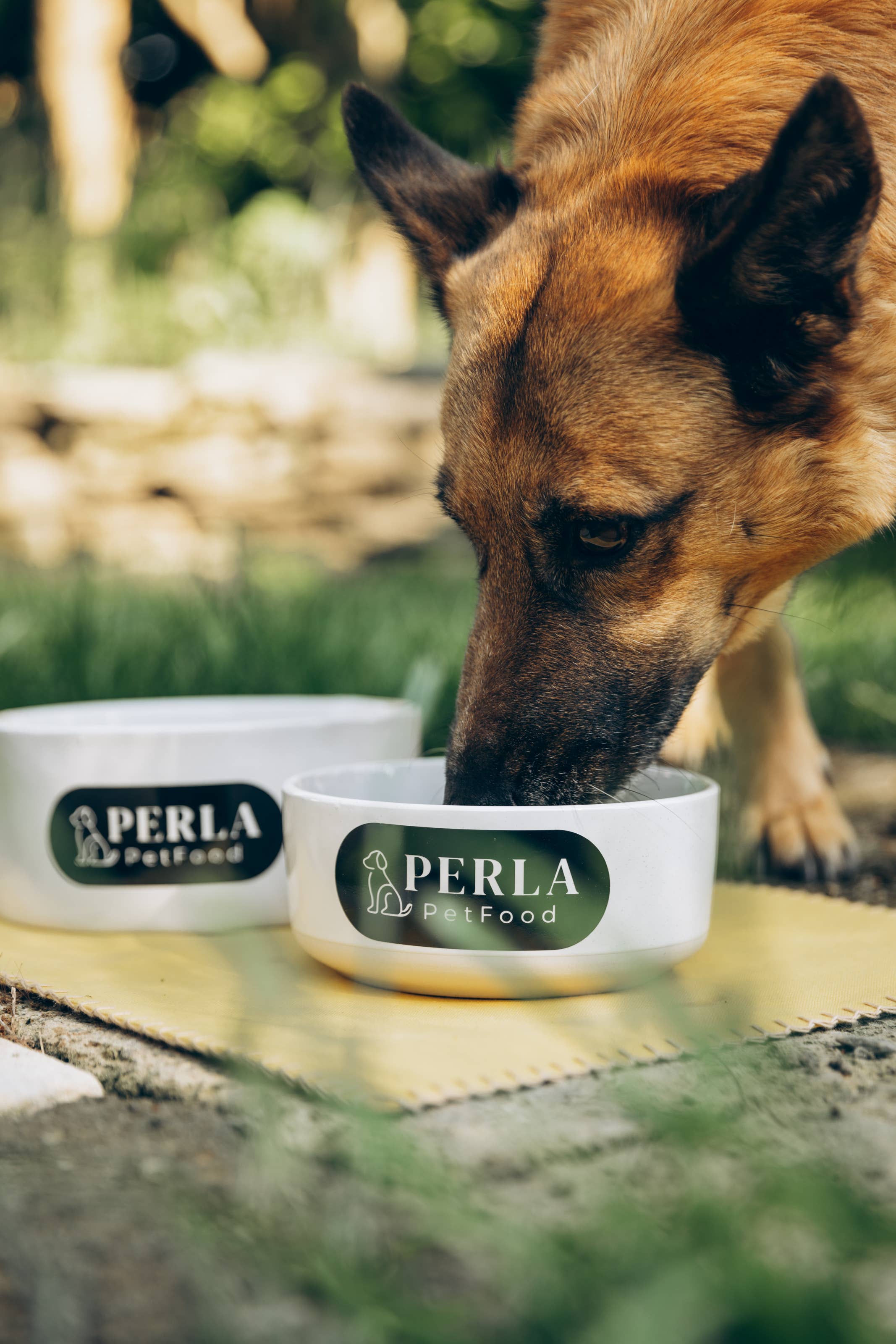 Perla PetFood - Wholesale Pet Food - Dog - Sensitive Adult Dog Kibble - Angus Beef4