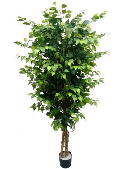 Alberi di ficus in seta 7' Faux per la vendita all'ingrosso da parte di Larksilk