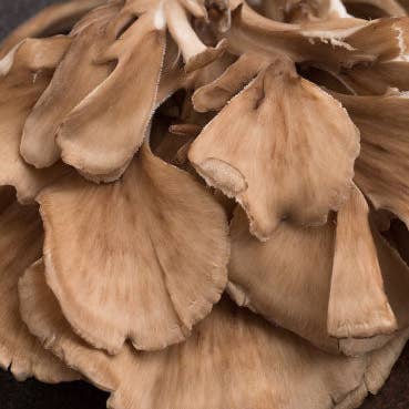 Raw Medicine - Wholesale Oral supplement/vitamin - Organic Maitake Mushroom Extract7