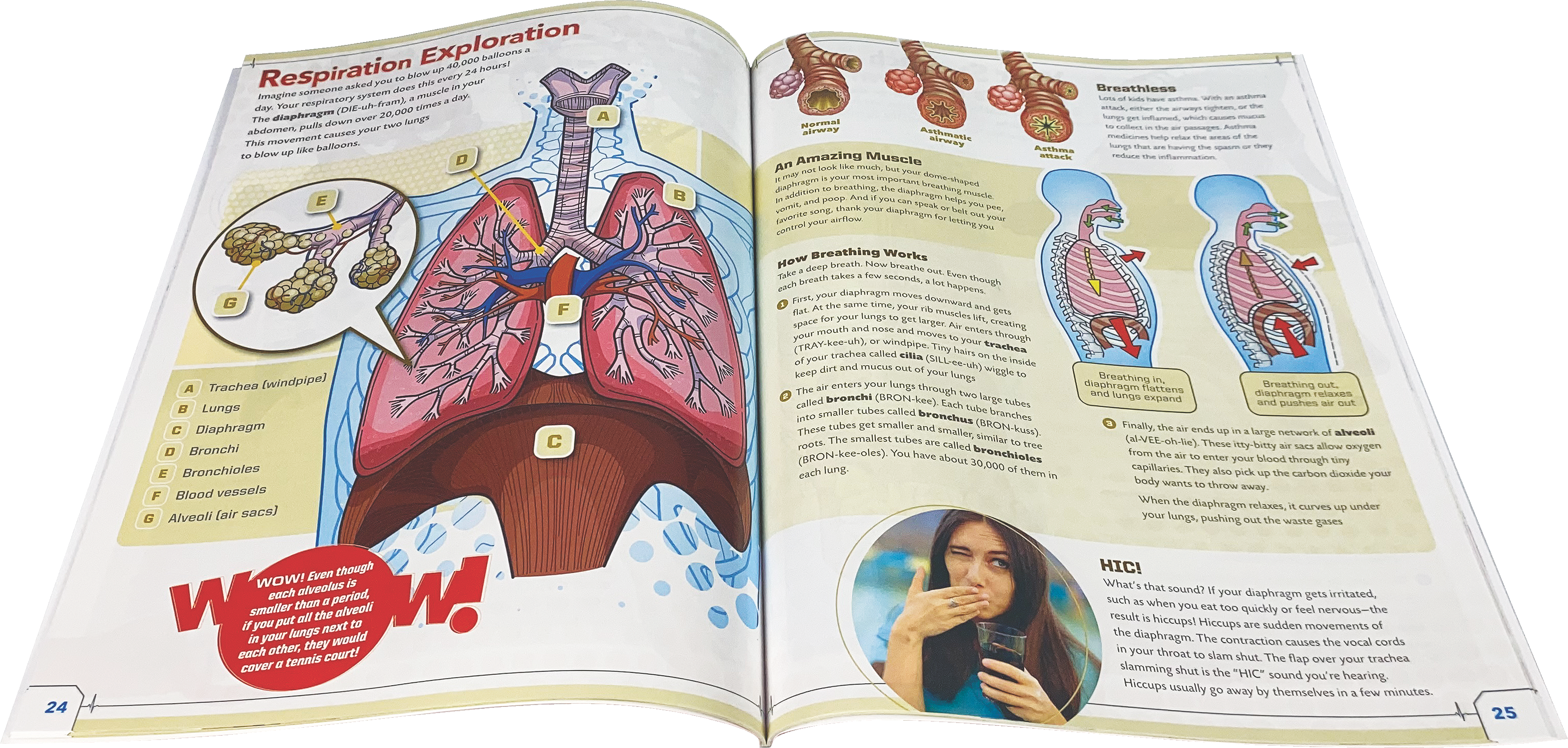 EDC Publishing - Wholesale Toy Set - Kids - Ultimate Squishy Human Body Lab3