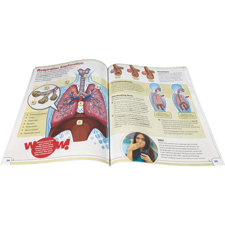 EDC Publishing - Wholesale Toy Set - Kids - Ultimate Squishy Human Body Lab3