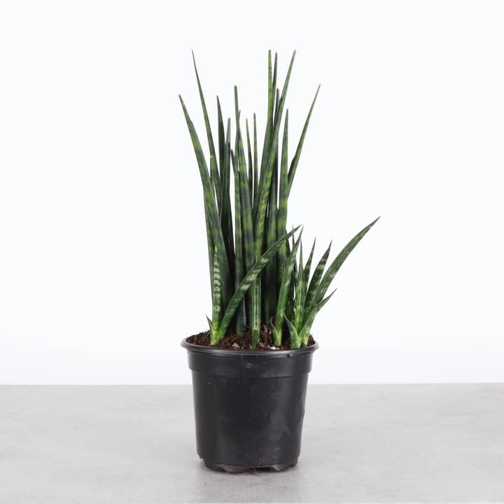 Thorsen's Greenhouse - Wholesale Live Plant - Sansevieria Fernwood - Live Plant