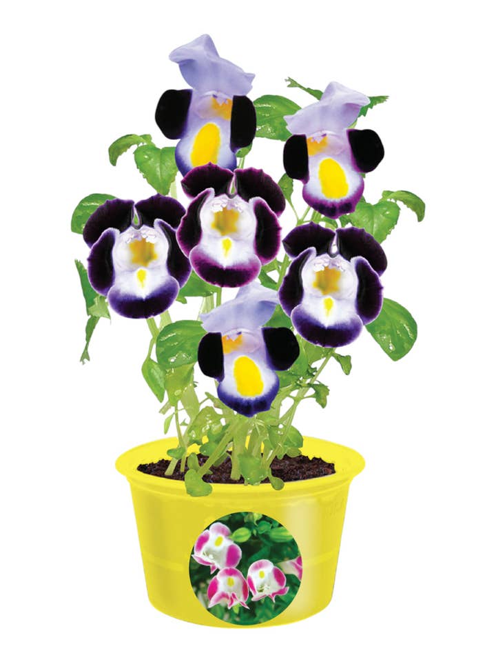 Germes de graines écologiques - Teri Torenia pour la vente par Silver Circle Products