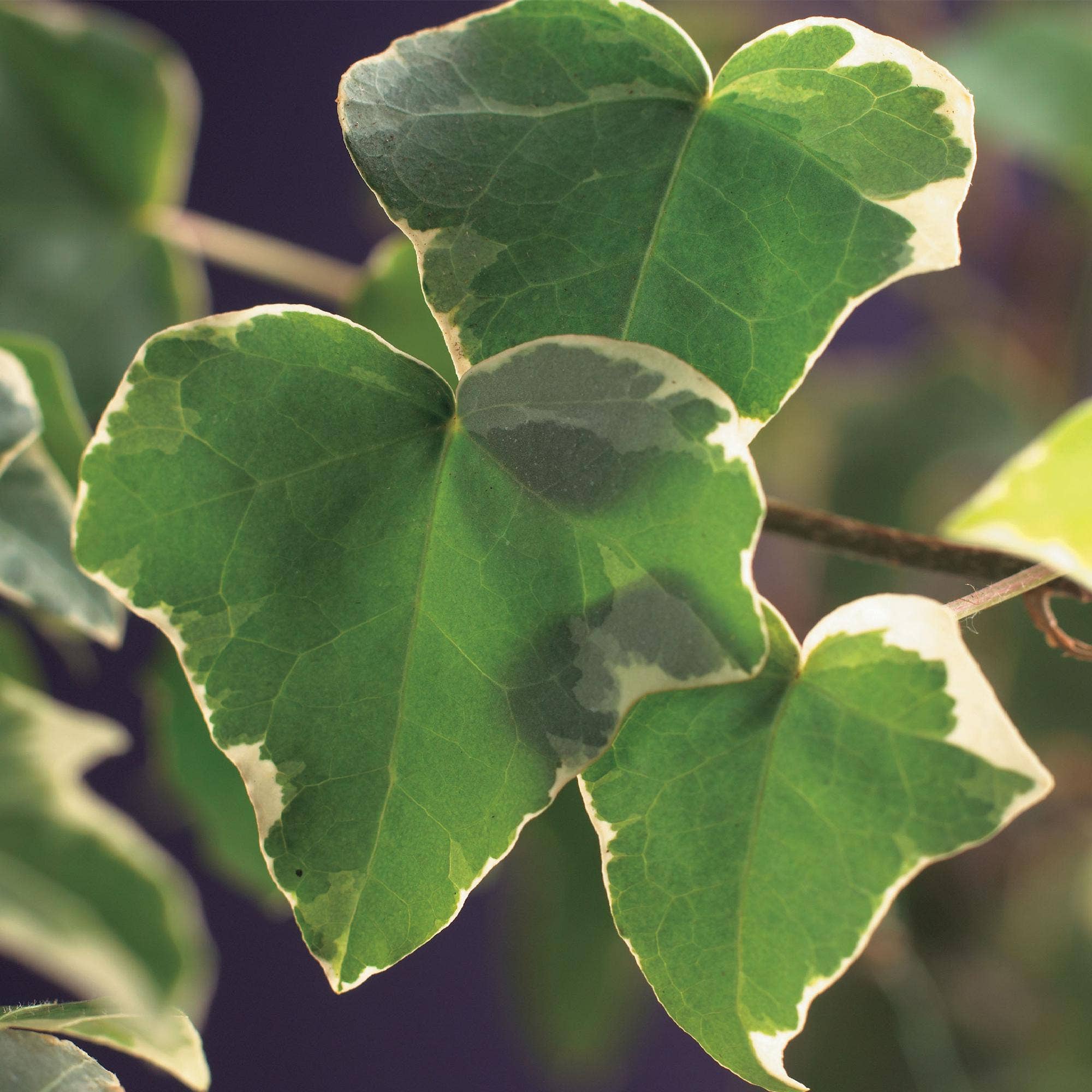 Oasis of Life - Wholesale Live Plant - Climbing plant Hedera helix 'Glacier' – 2 plants – Evergreen – Variegated leaves – 11 cm – Height 40 cm – Ivy for indoors & outdoors – Hanging baskets & ground cover4