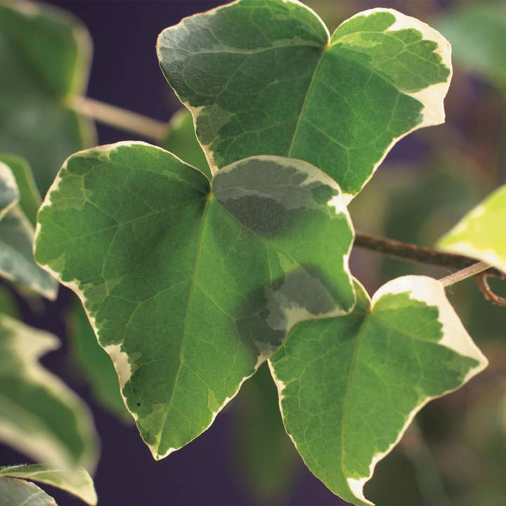 Oasis of Life - Wholesale Live Plant - Climbing plant Hedera helix 'Glacier' – 2 plants – Evergreen – Variegated leaves – 11 cm – Height 40 cm – Ivy for indoors & outdoors – Hanging baskets & ground cover4