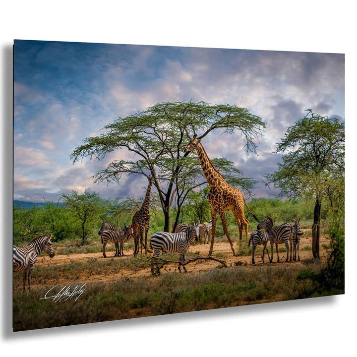 Giraffe and Zebra Wall Art | Canvas | Bold Colors for wholesale by Clifton Haley Photography