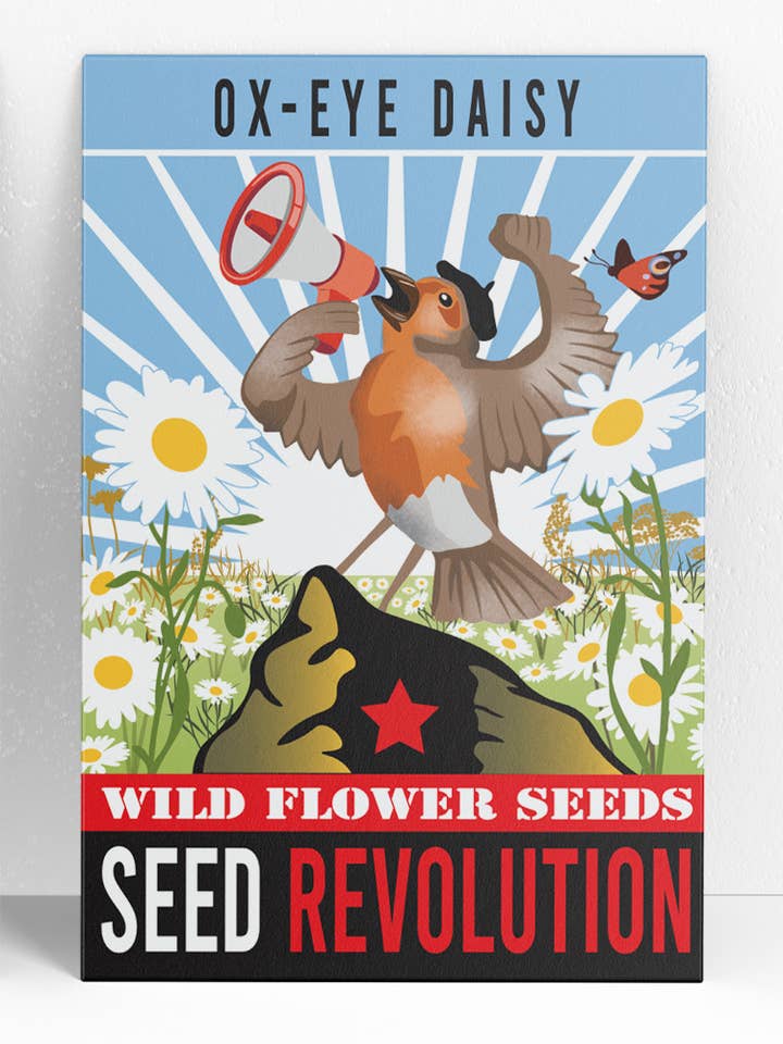 Ox-Eye Daisy Wildflower Seeds – Classic Meadow Perennial for wholesale by Seed Revolution