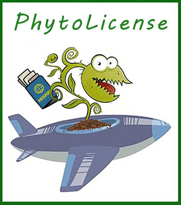 Dutch Flower Lady - Vendita all'ingrosso Piante vive - 10 piante rare di Monstera Thai Constellation in tutto il mondo5