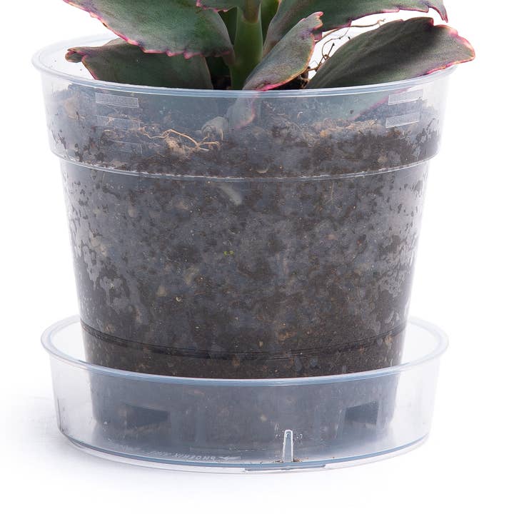 D'VINE DEV - Wholesale Plant Pot - Clear Nursery Pot with an Interlocking Saucer, 4" X 3.5"0