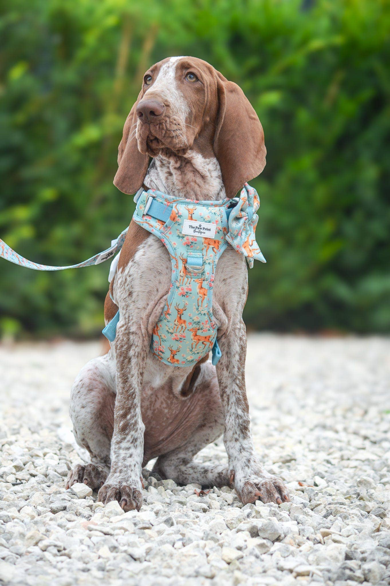 The Paw Print Boutique – wholesale Pet bow tie – Dog – Bambi in Bloom Bow Tie5