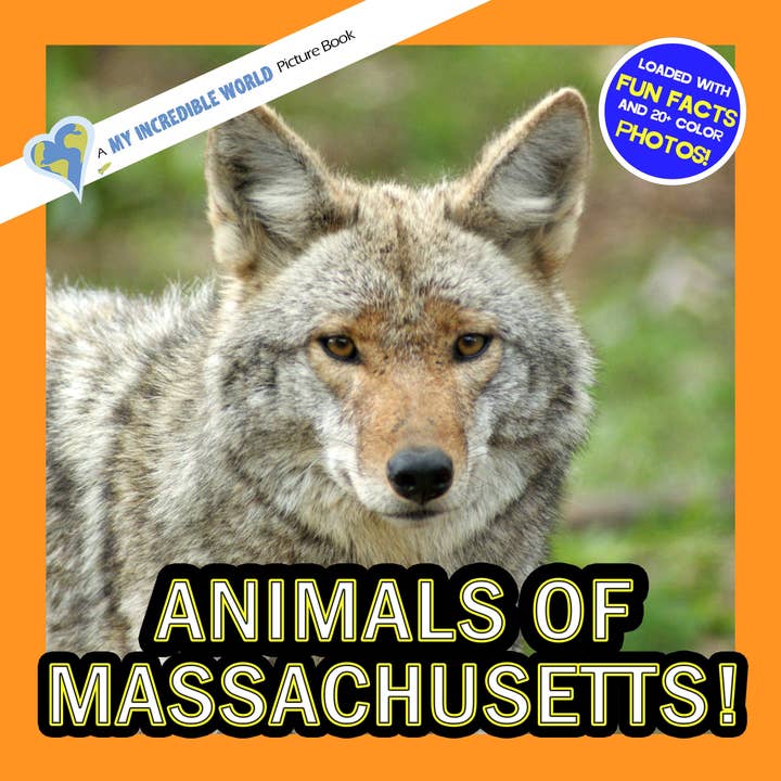 Animals of Massachusetts! A My Incredible World Picture Book for Children for wholesale by My Incredible World