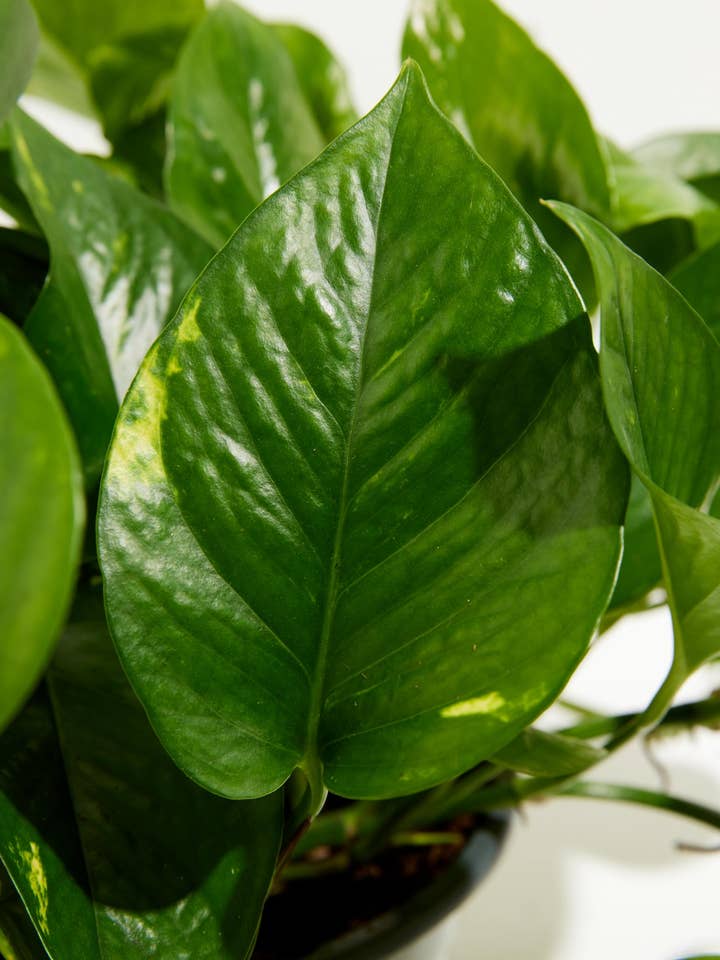 Golden Pothos Plant for wholesale by Lively Root