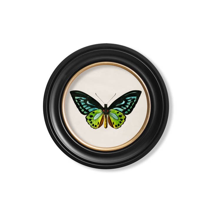 T A Interiors Wall Art & Mirrors – wholesale Wall Accent – c.1836 Tropical Butterflies - Round Frames