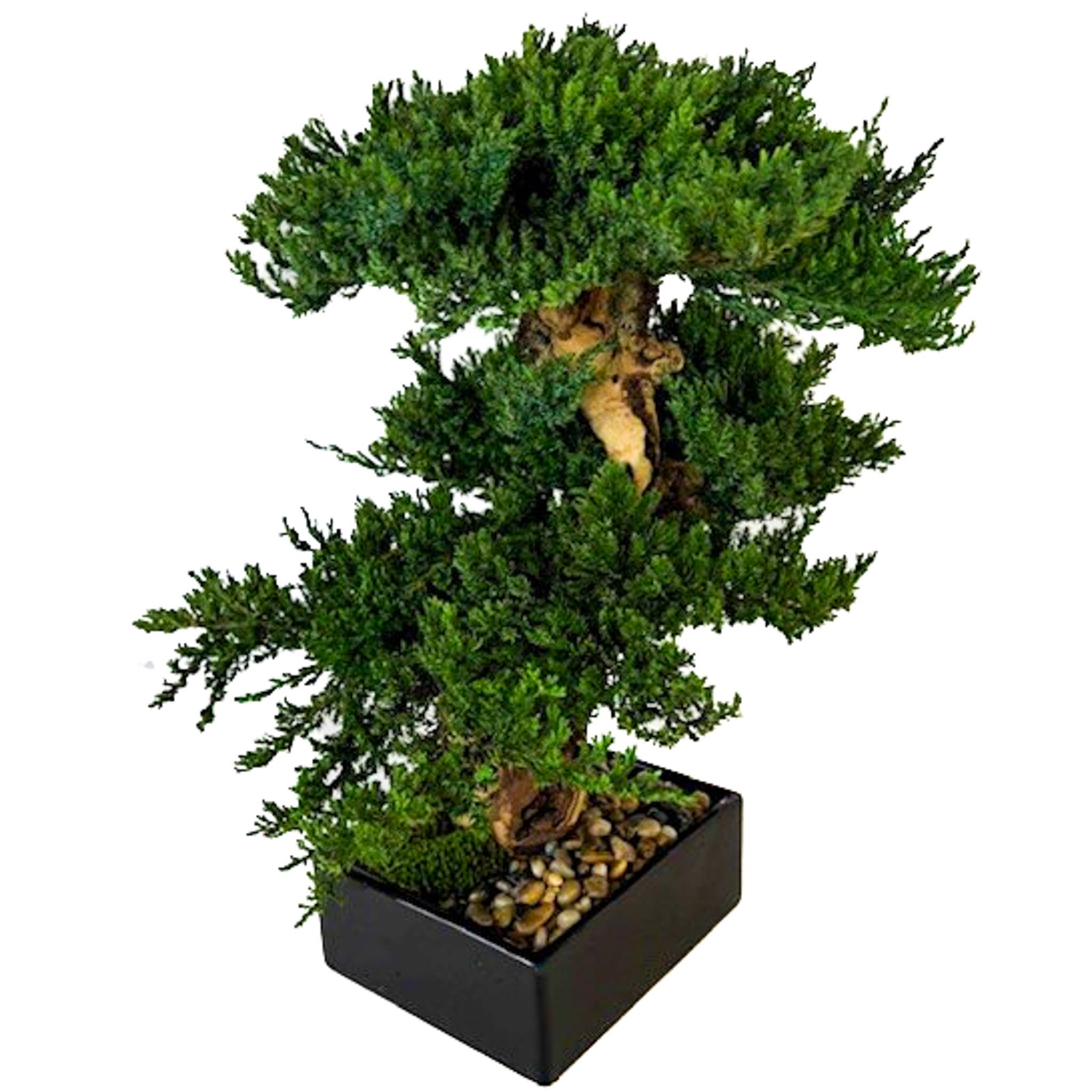 Forever Green Art - Wholesale Artificial Plant - Preserved Triple Monterey Bonsai 1