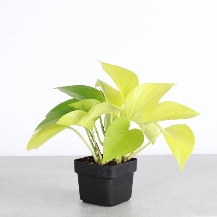 Thorsen's Greenhouse - Wholesale Live Plant - Neon Pothos Plant - Live Plant