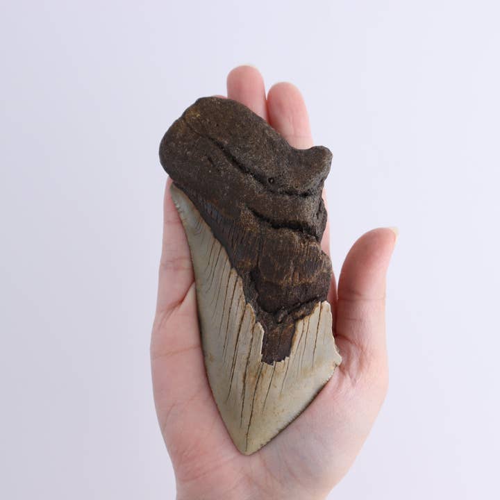 Mi Esperanza Minerals - Wholesale Spiritual Stone/Crystal - Megalodon Teeth Set of 46