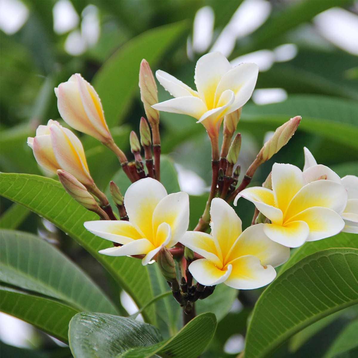 Oasis of Life - Vendita all'ingrosso Piante vive - Palma delle Hawaii Frangipani – Plumeria rubra – Altezza 45–55cm – Ø17cm – Pianta tropicale con fiori profumati – Albero del tempio – Pianta d'appartamento esotica per luoghi soleggiati5