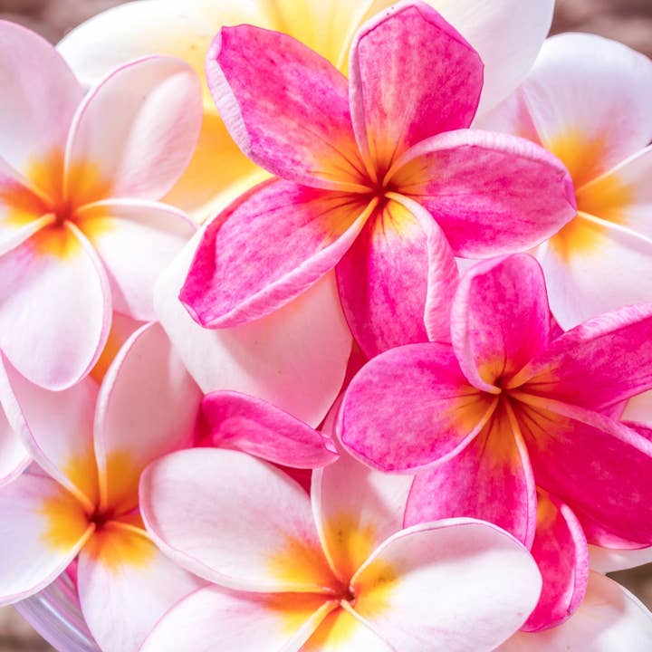 Plumeria Blossoms Incense Cones for wholesale by Beaches of Tunisia, LLC