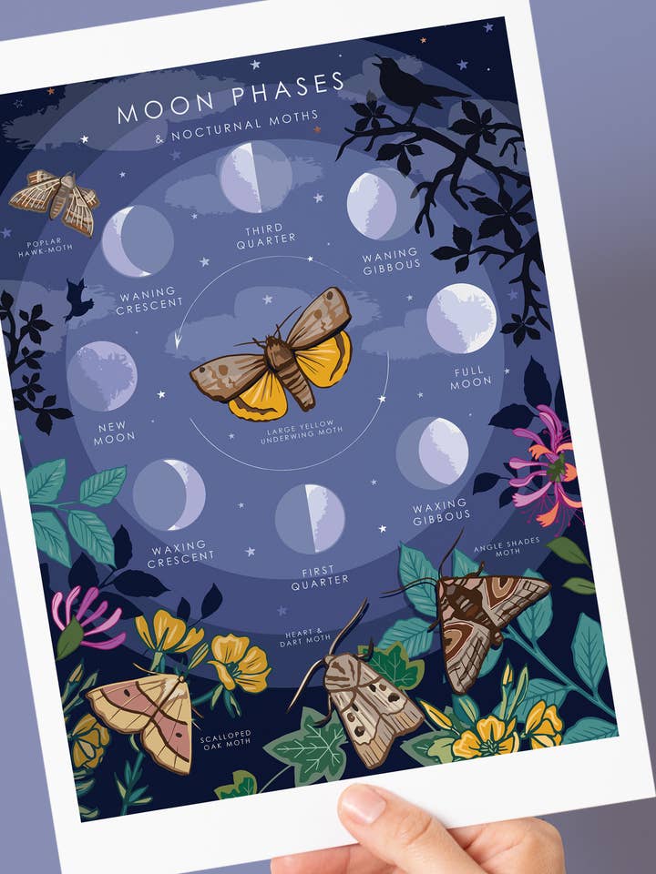 Moon Phases & Nocturnal Moths Wall Art Print A4 Unframed for wholesale by Angie Spurgeon Illustration and Design