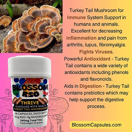 Turkey Tail Mushroom Capsules: Thrive by Blossom Capsules for wholesale by Blossom Capsules