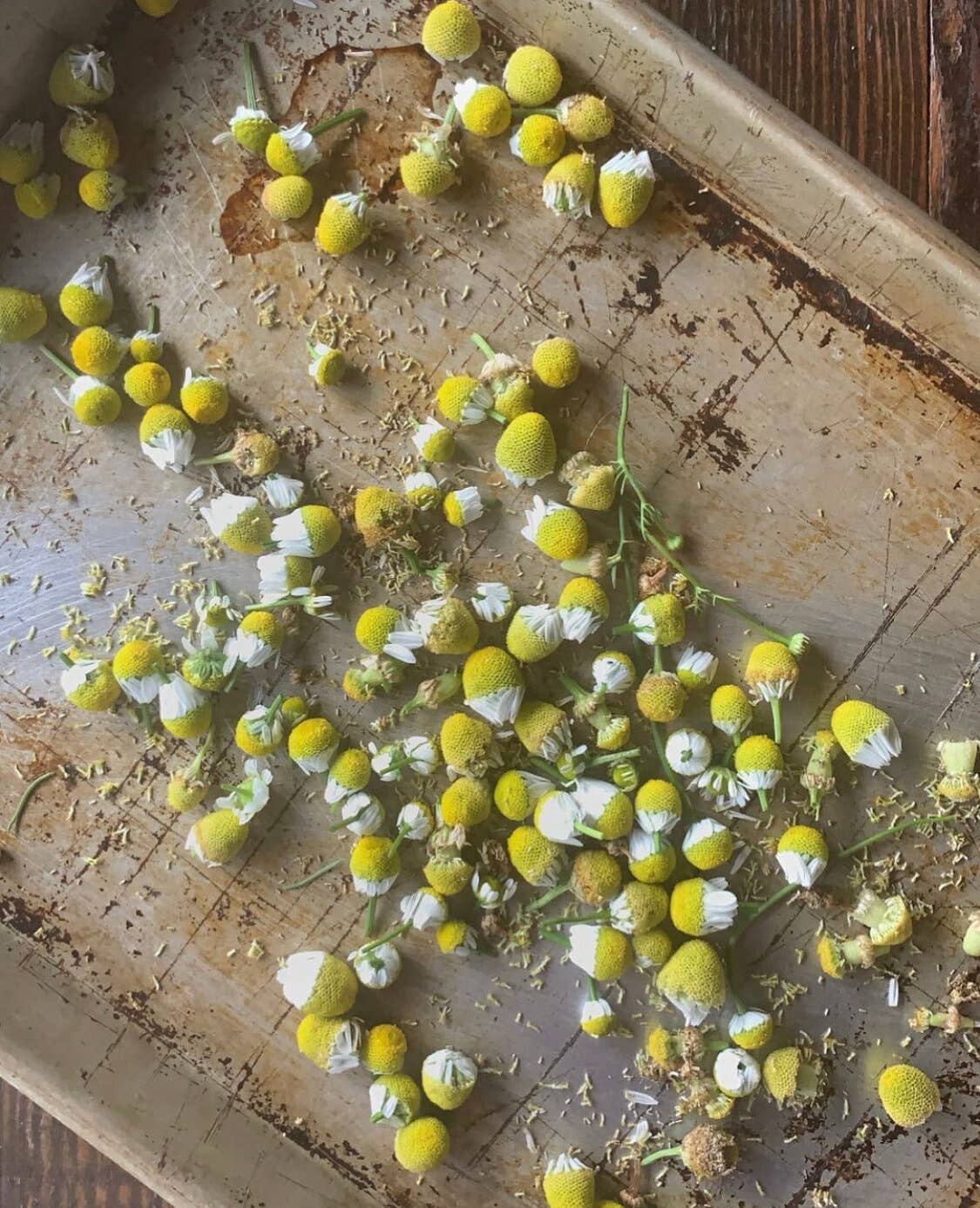 Heaven on Main Street – wholesale Ansiktsolja – W ansiktsolja - lugn och klar4