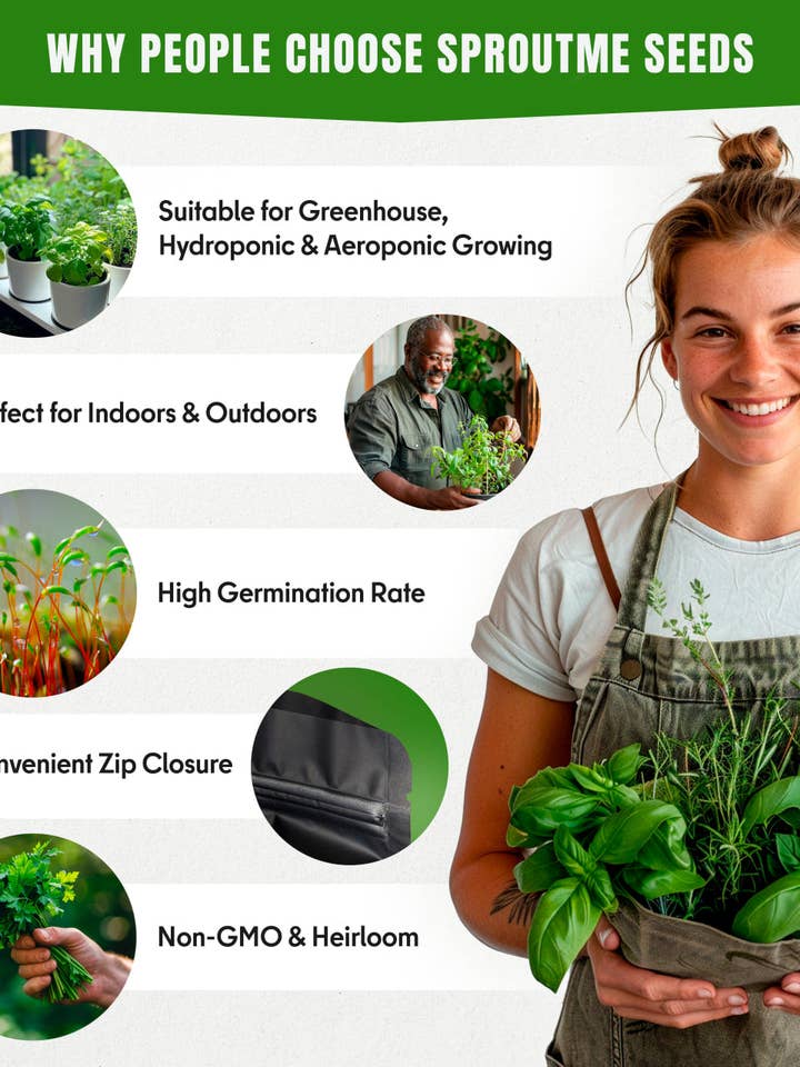 Cabbage Golden Acre Seeds 300+ Seeds – Non-GMO Heirloom Garden Cabbage for wholesale by SproutMe Seeds