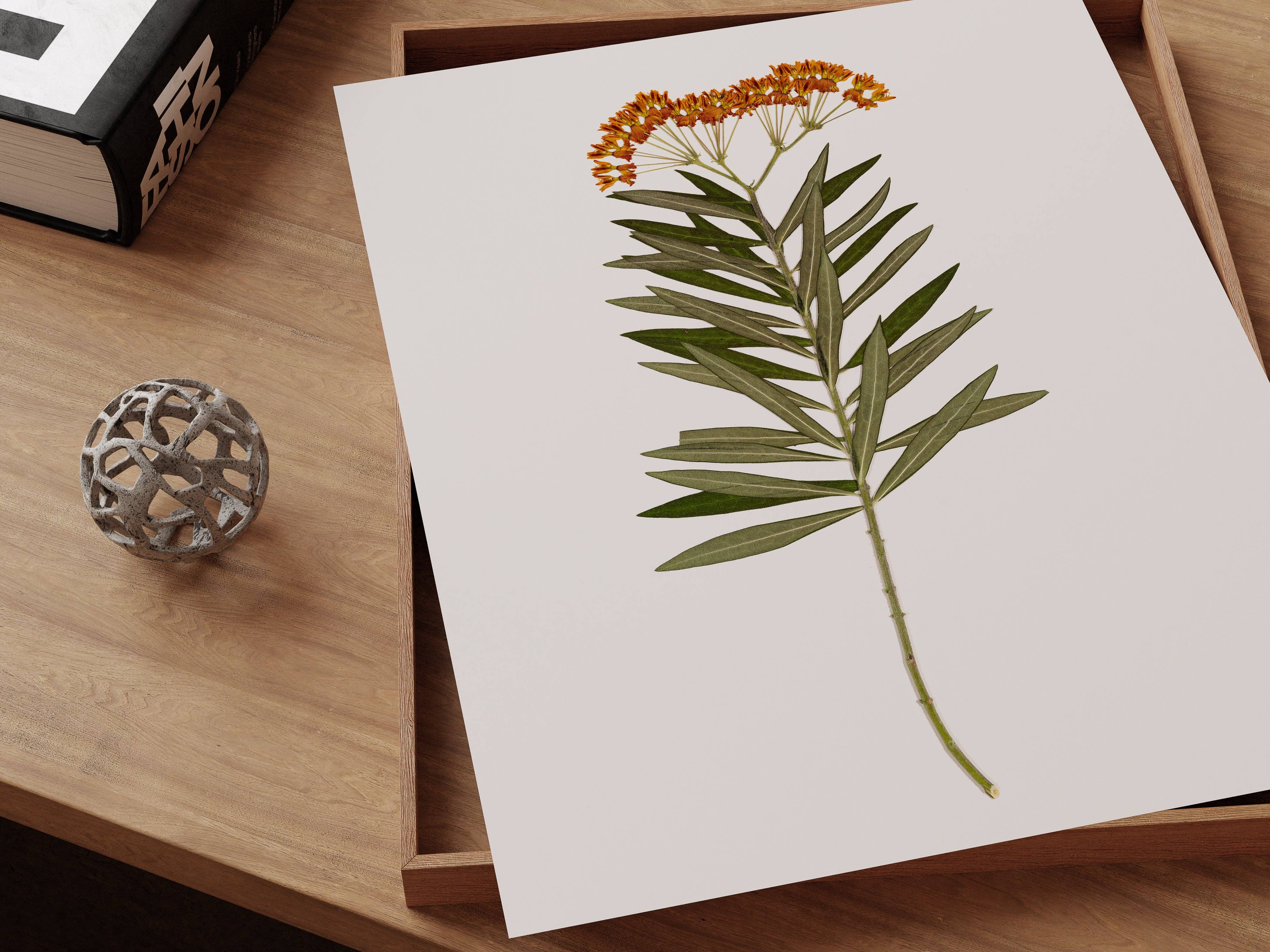 Hope Steinle Pressed Flower Art - Wholesale Art Print - Pressed Flower Fine Art Print - "Milkweed Moment"3