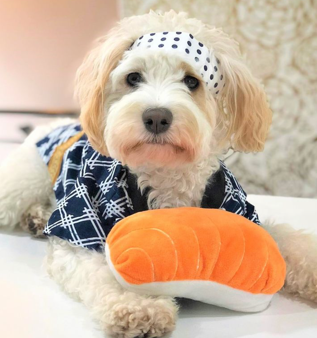 ZippyPaws - Vente Peluche – chien - NomNomz® - Sushi - Jouet pour chien3