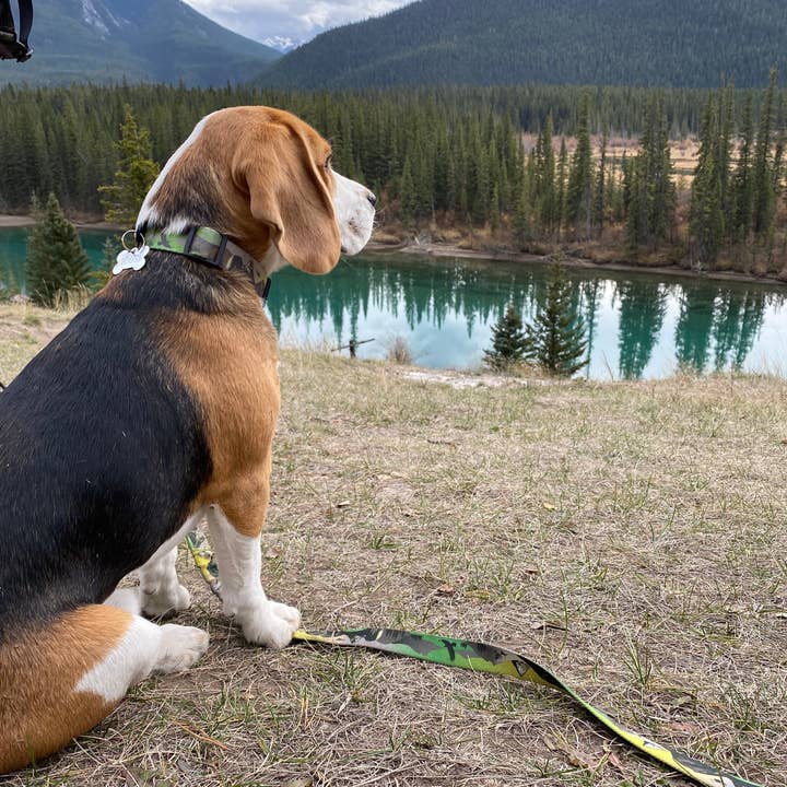 Rocky Mountain Dog - Wholesale Pet Collar - Dog - Kootenay Alpine Dog Collar