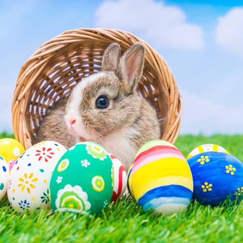 Easter Bunny Fragrance Oil for wholesale by craftastik